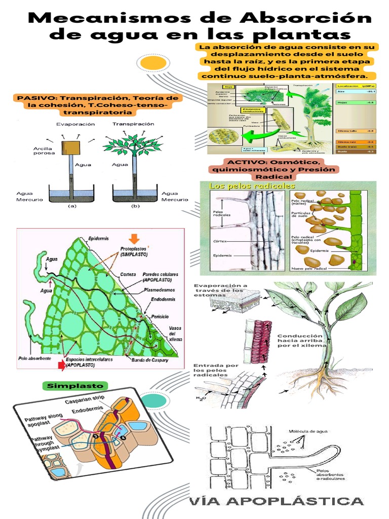 Infografía De Absorcion De Nutrientes Pdf