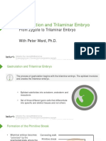 Slides - 01-03 - Gastrulation and Trilaminar Embryo