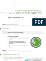 Slides - 02-04 - Ectoderm Derivatives and Neurulation