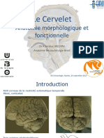Seizeur Anatomie Morphologique Cervelet