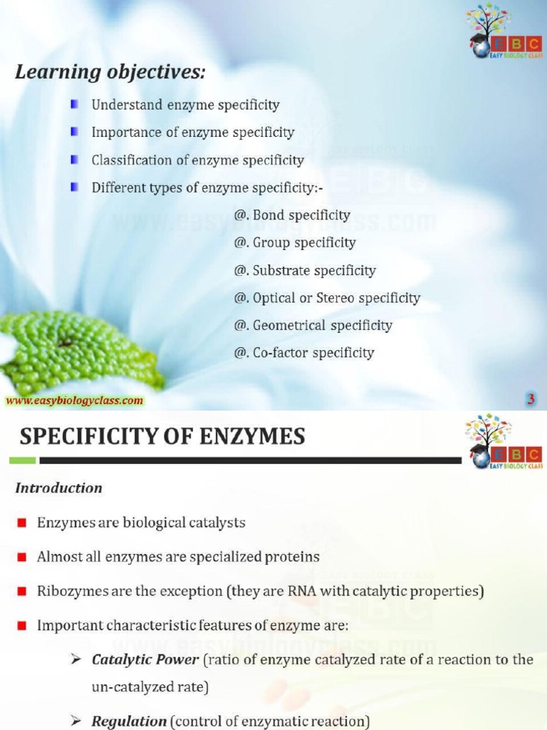 02 Enzyme Specificity PDF