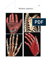 3 - Membre Sup Rieur - 2011 - Anatomie Du Corps Humain - Atlas D Imagerie