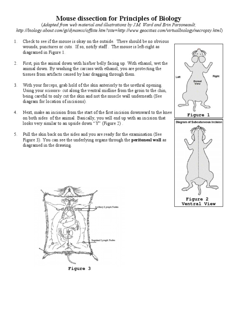 Mouse Dissection PDF Kidney Liver