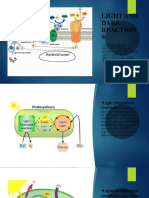 Light and Dark Reaction S