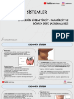 4 Sistemler - Endokrin Sistem-2