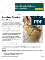 Sheep Heart Dissection