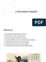 Human Excretion System IGCSE 9th Grade