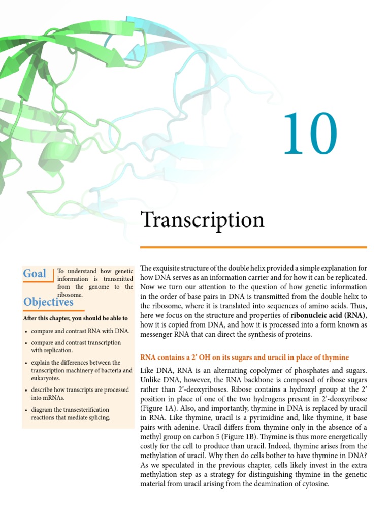 RNA Transcription and Processing Overview | PDF | Rna | Promoter (Genetics)