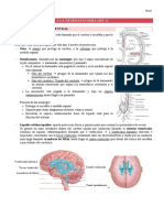 Anatomía SNC y SNP