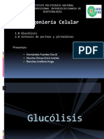 Glucolisis y Sintesis de Purinas y as Completo