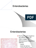 Enterobacterias 2