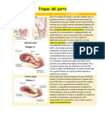 Etapas Del Parto