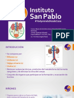 Curso: Bases de La Estructura y Función Del Cuerpo Humano Tema: Sistema Urinario Especialidad: F y R, Enf., Far., Lab., Prot., Opt