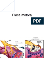 Placa Motora