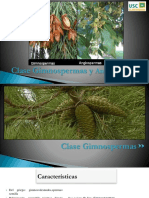 Gimnospermas y Angiospermas: Características y Ejemplos