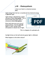 CHP 85 - Photosynthesis: Cells in A Leaf, Contain Many