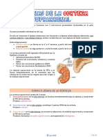 Hormonas de La CORTEZA Suprarrenal