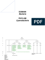 Cyanobacteria To Sub-Species Level