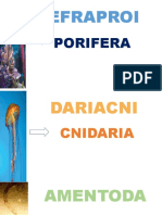 Efraproi: Porifera