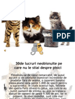 Fapte Interesante Despre Pisici - Noemi NXPowerLite