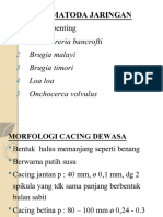 Nematoda Jaringan Revisi