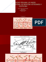 Universidad Peruana Los Andes Escuela Profesional de Medicina Veterinaria Y Zootecnia