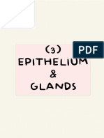 Epithelium & Glands