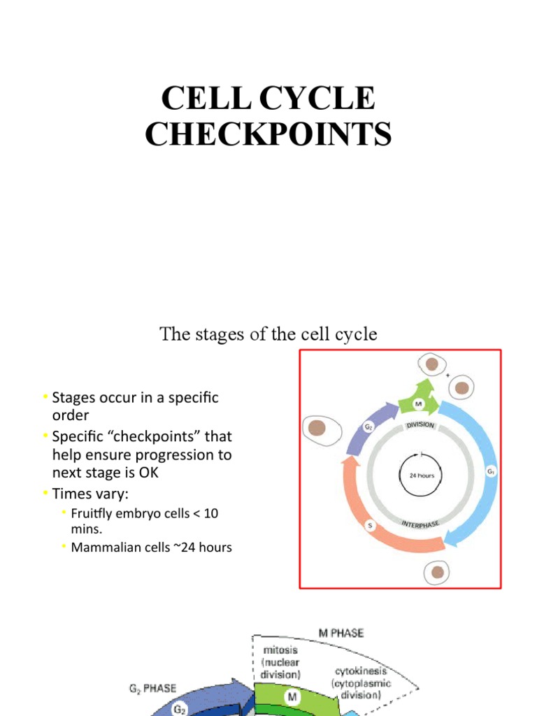 Cell Cycle Checkpoints Biology Diagrams
