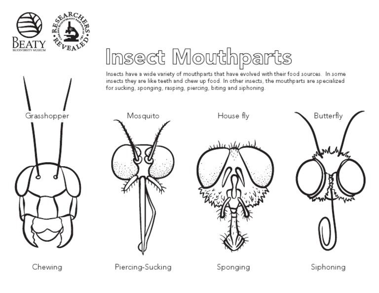 Types of Insect Mouthparts Explained | PDF