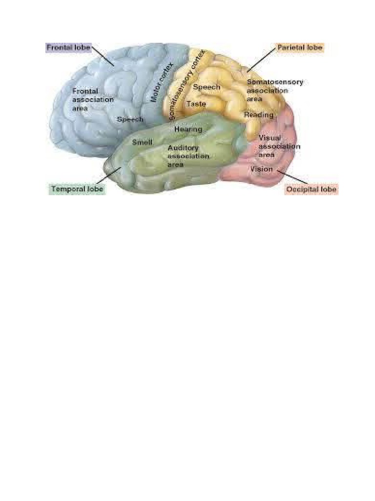 Brain | PDF
