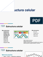 04 Estructura Celular