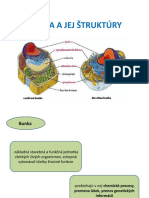 Bunka A Jej Štruktúry