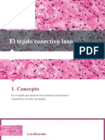 Tejido conectivo laxo: características y funciones