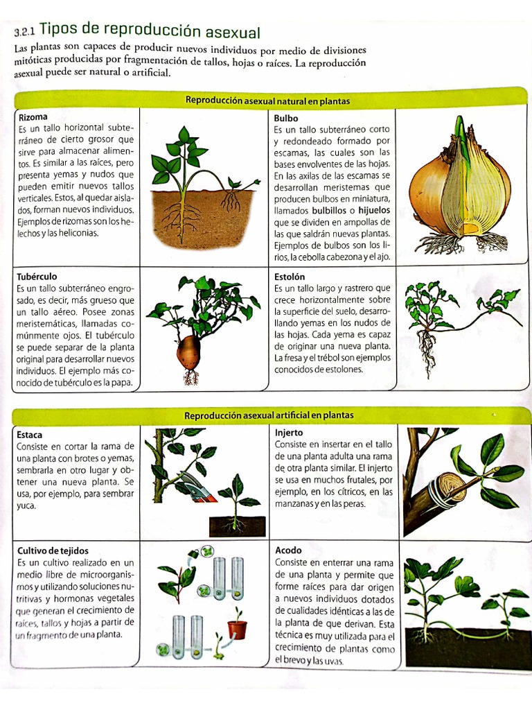 Plantae visual data 7
