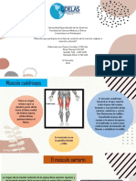 Musuculos en Fase de Oscilacion