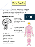 El Sistema Nervioso 