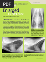 Cardiomegaly in Cats