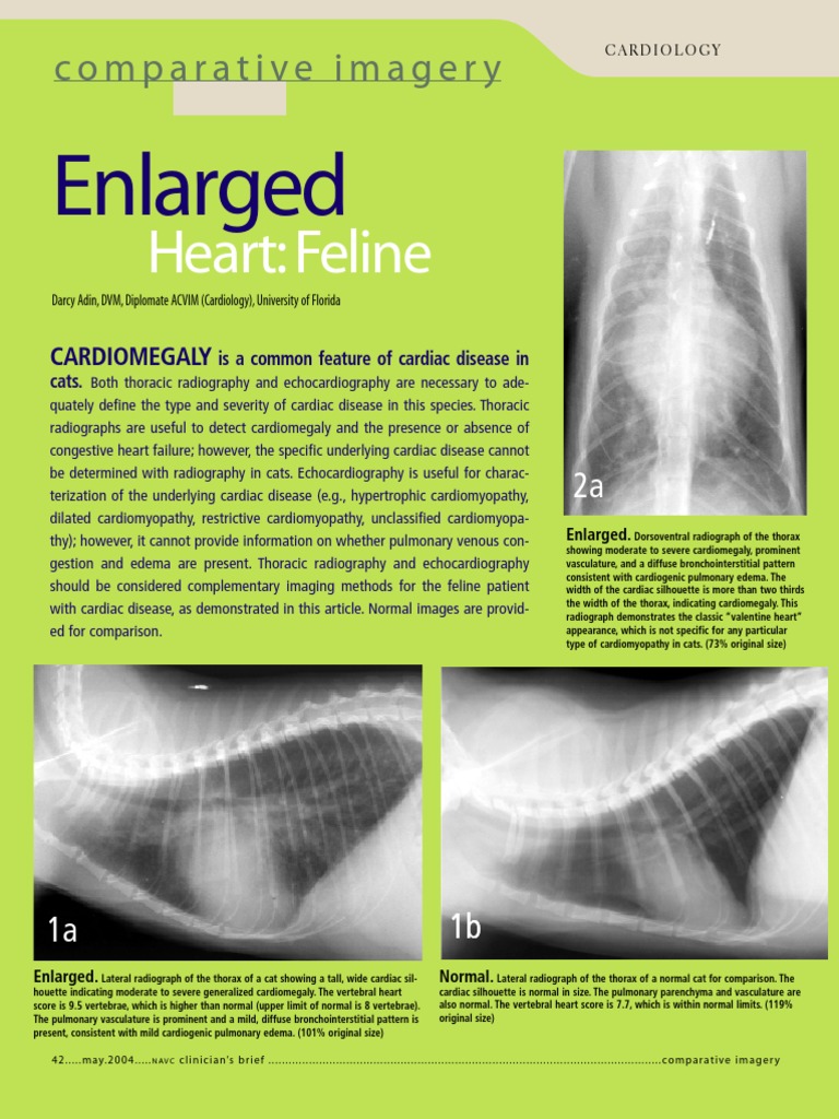 Feline Cardiomegaly Imaging Insights | PDF | Atrium (Heart) | Ventricle ...