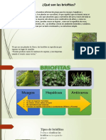 ¿Qué Son Las Briofitas?