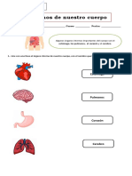 Órganos de Nuestro Cuerpo: Nombre: - Curso: - Fecha