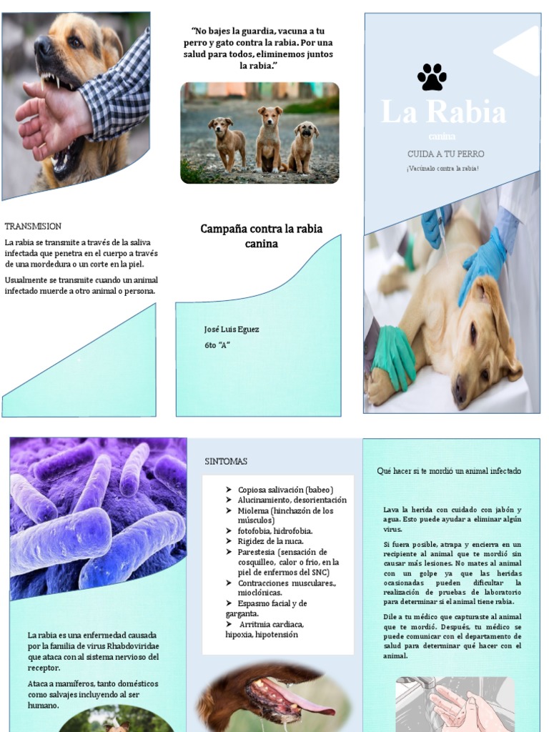 Campaña Contra La Rabia Canina | PDF | Rabia | Enfermedades animales