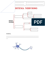 Taller Sistema Nervioso B