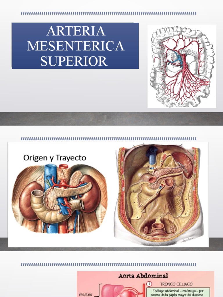 Ramas de la Arteria Mesentérica Superior | PDF