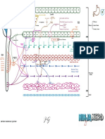 Neurology Physiology) 46 Autonomic Nervous System) Enteric Nervous System) - Key