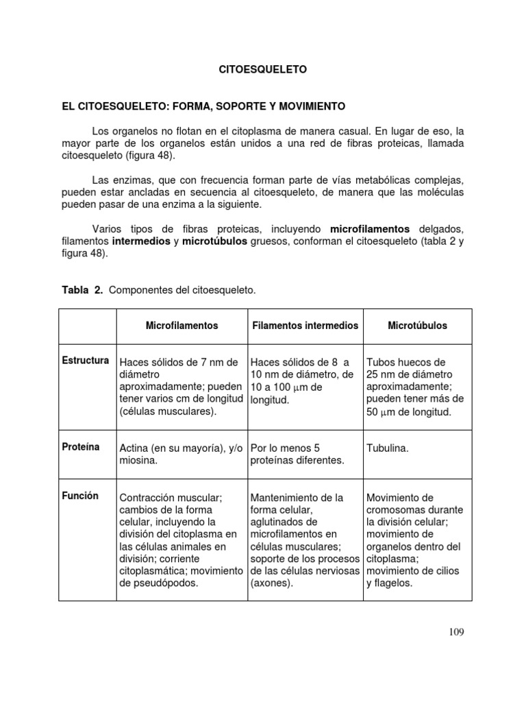 citoesqueleto-microfilamentos-filamentos-intermedios-microt-bulos
