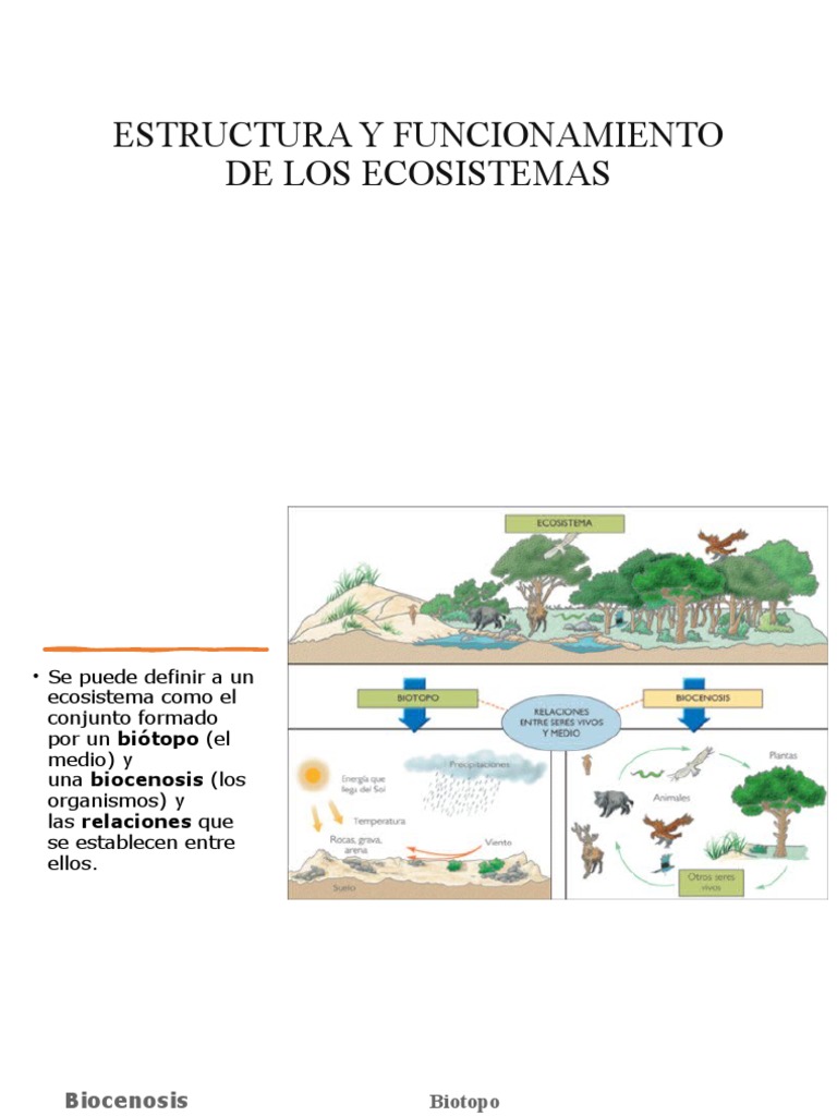 Estructura y Funcionamiento de Ecosistemas | PDF | Ecosistema | Organismos
