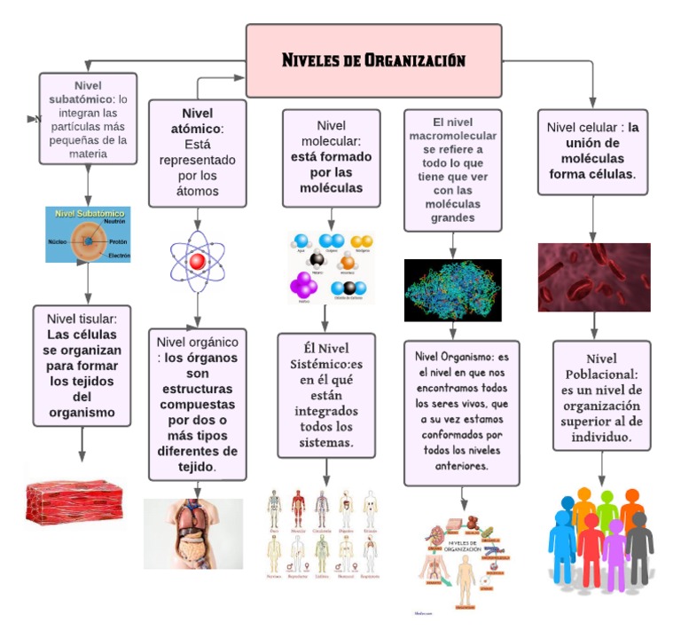 Niveles de Organización de la Materia | PDF