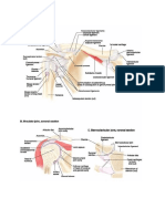 Sternoclavicular Joint