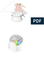 Imagnes Del Libro Vander A. Human Physiology The Mechanisms of Body Function