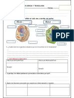 Evaluacion de Las Celulas